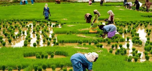 India releases agriculture census data for 2015-16; female participation rising in farm sector