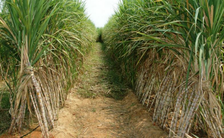 Uttar Pradesh to remain largest sugar producer in country