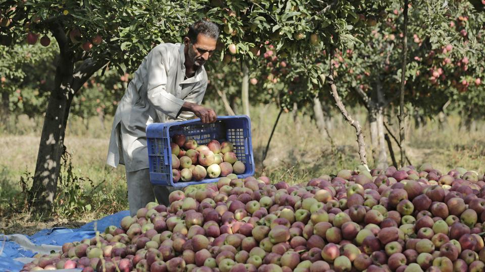 40,000 boxes of apple procured under NAFED in Jammu and Kashmir