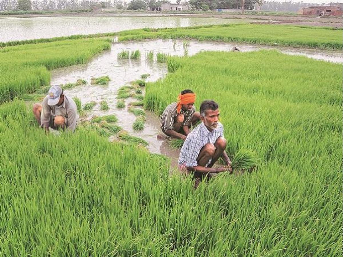 India approves MSP for 14 kharif crops, hikes support price for paddy, cotton