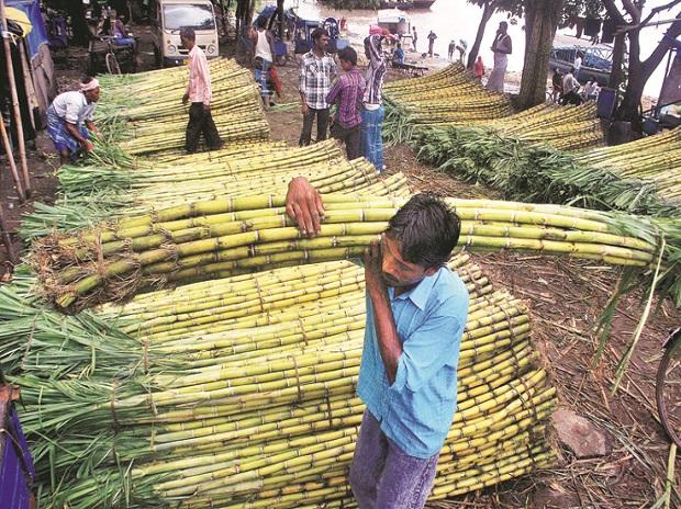 Niti Aayog panel recommends linking sugarcane prices to sugar rates