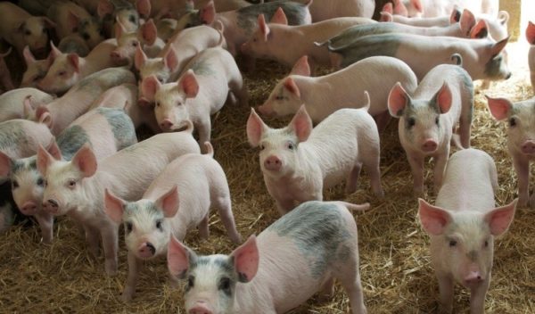 Meghalaya launches Rs 220 crore piggery project