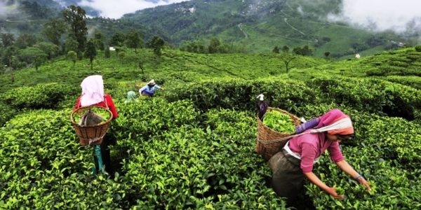 Assam to invest Rs 200 crore to boost tea industry