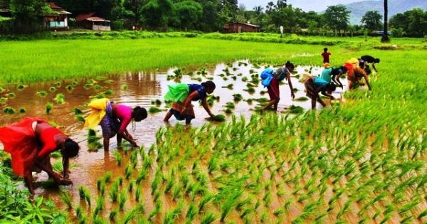 Agriculture loans not part of government’s interest waiver scheme