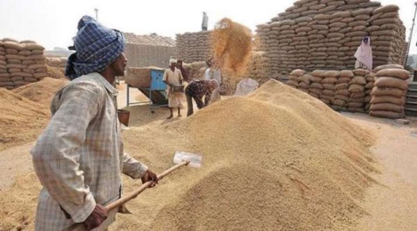 Modi government buys 32.12 lakh tonne kharif paddy at MSP in last 14 days