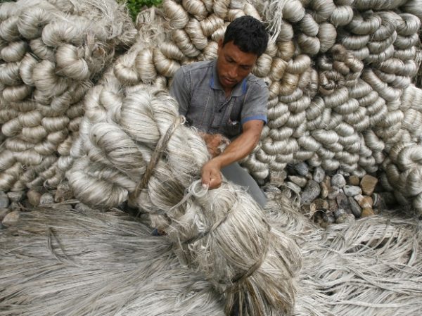 Modi government rejects raw jute import plea by mills