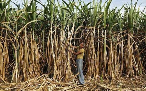 Cabinet approves assistance of about Rs. 3,500 crore for sugarcane farmers