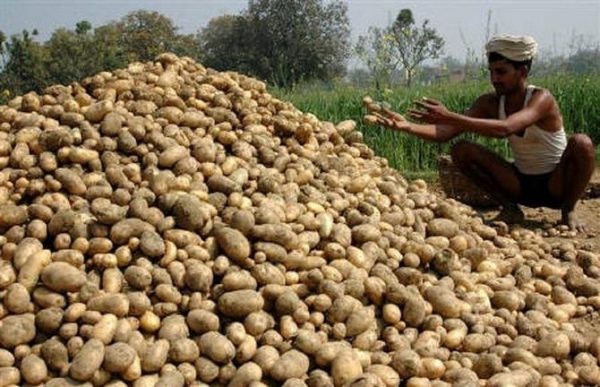 Potato prices crash 50% to Rs 5-6 per kg in both producing, consuming areas
