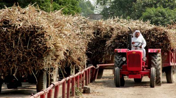 From farms to mills, it’s a long wait for Western Uttar Pradesh farmers just to get sugarcane weighed