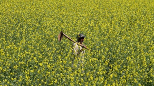 SJM writes to environment minister opposing the release of GM mustard