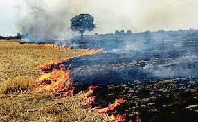 Stubble burning incidents in Punjab cross 30,000-mark, shows data