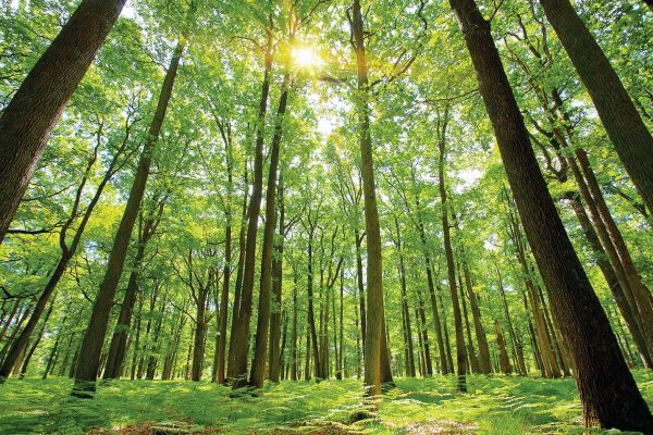 Bihar inks MoU with FSI for TOF field survey to promote agroforestry